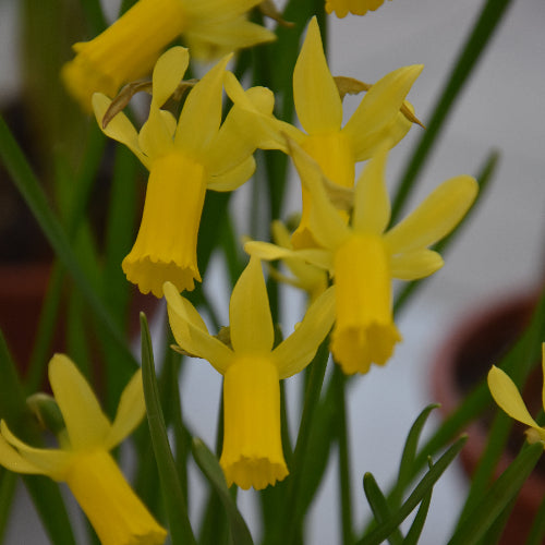 Narcissus Englander