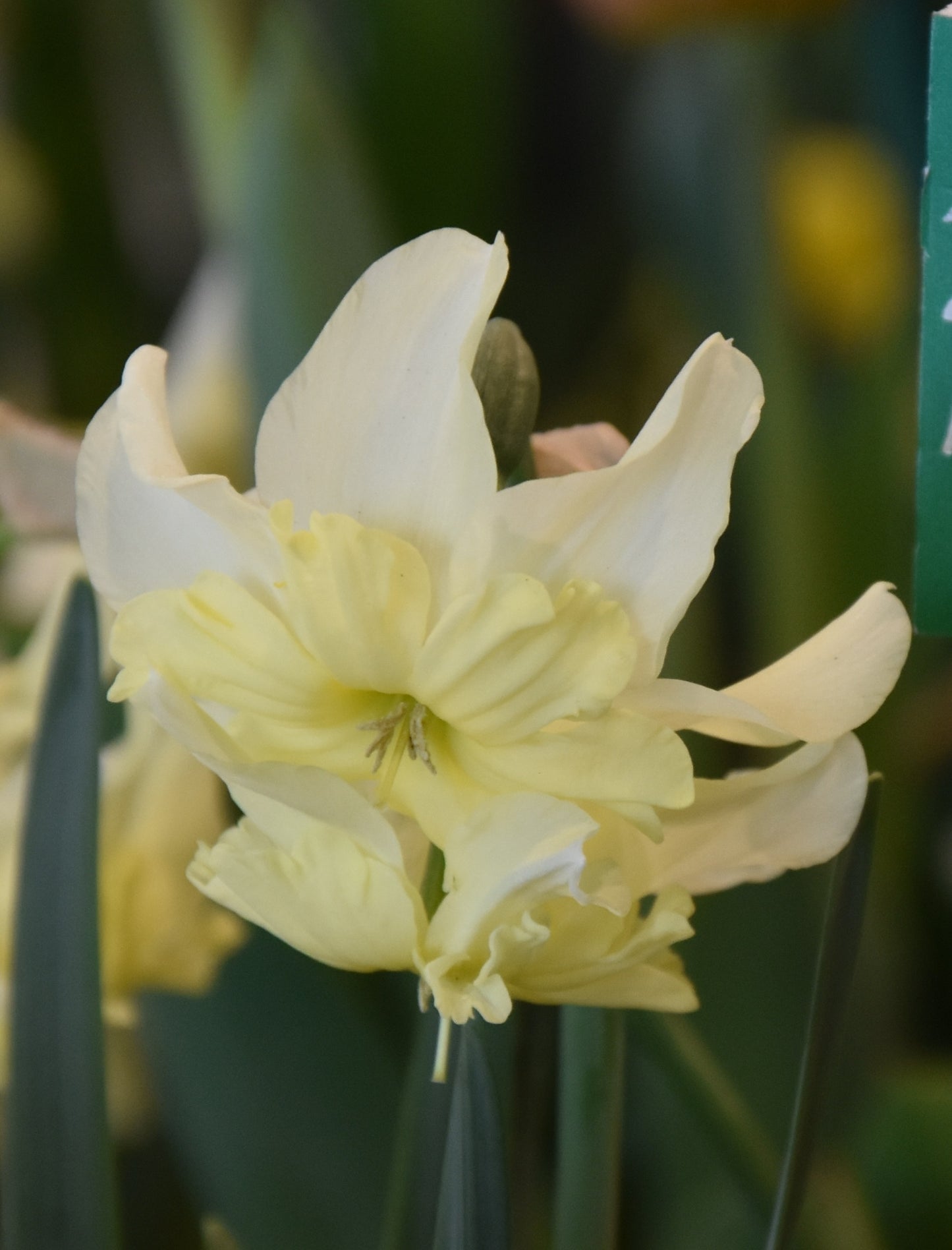 Narcissus Exotic Mystery