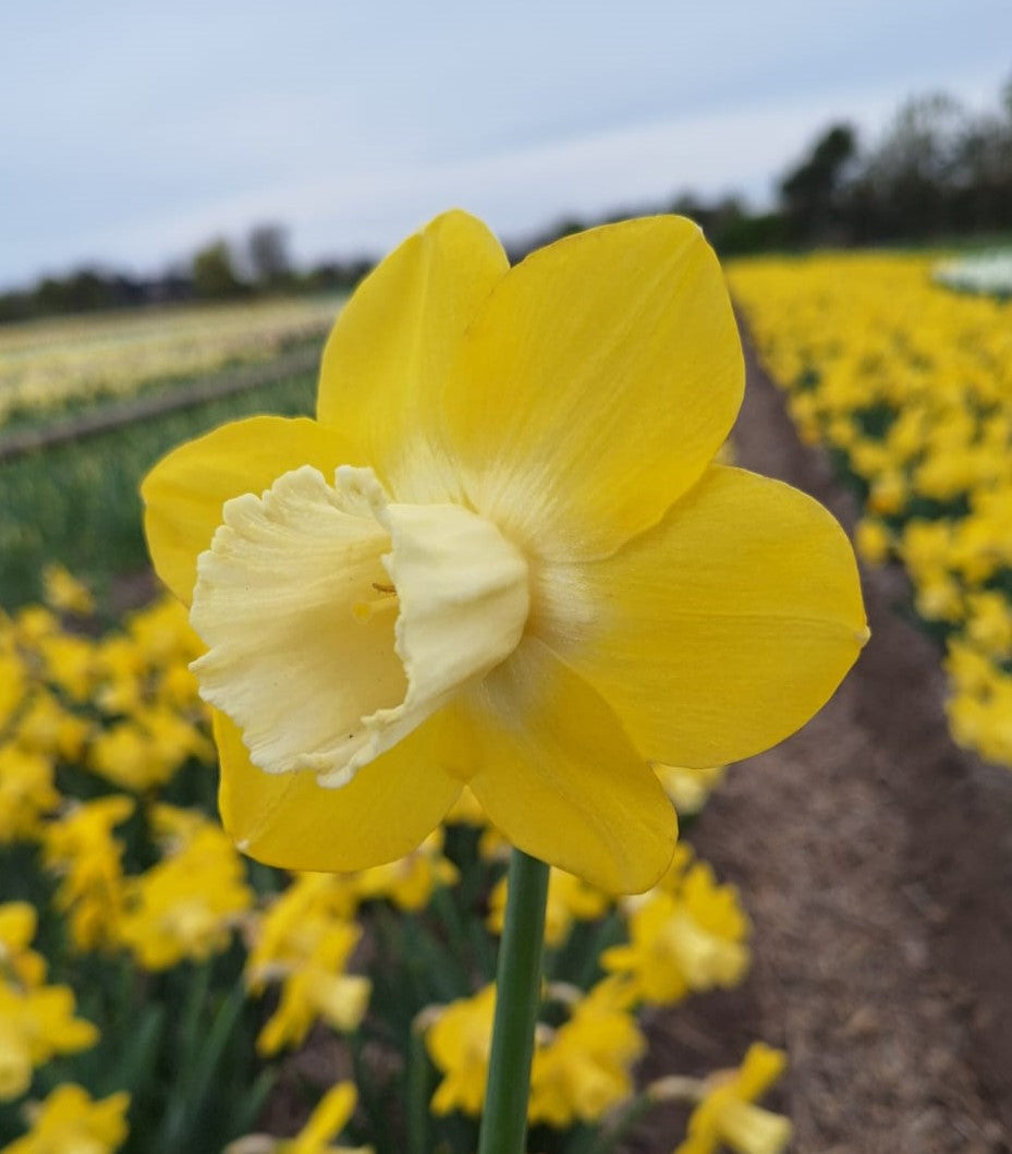 Narcissus Flor d'Luna