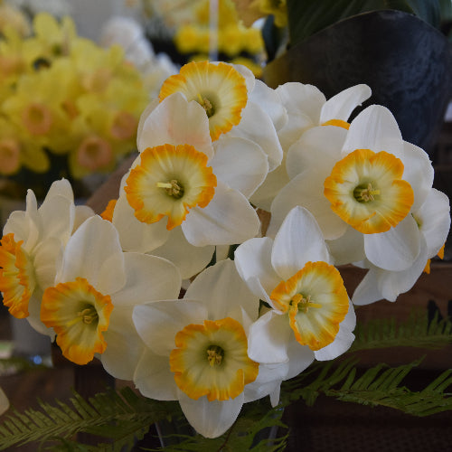 Narcissus Happy Smiles