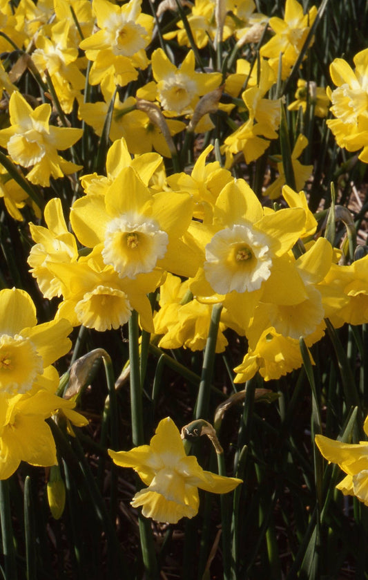 Narcissus Hillstar AGM