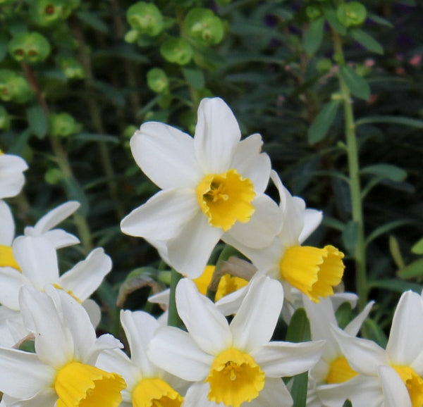 Narcissus Jack Sparrow