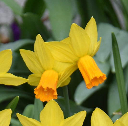 Narcissus Jetfire AGM