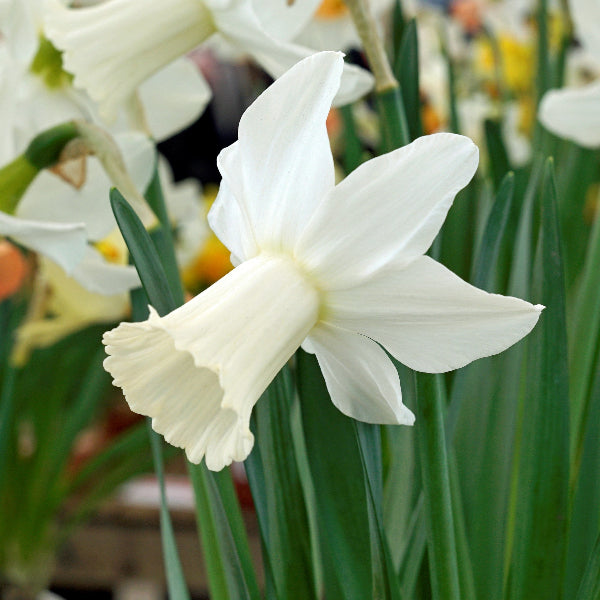 Narcissus Lady Madonna