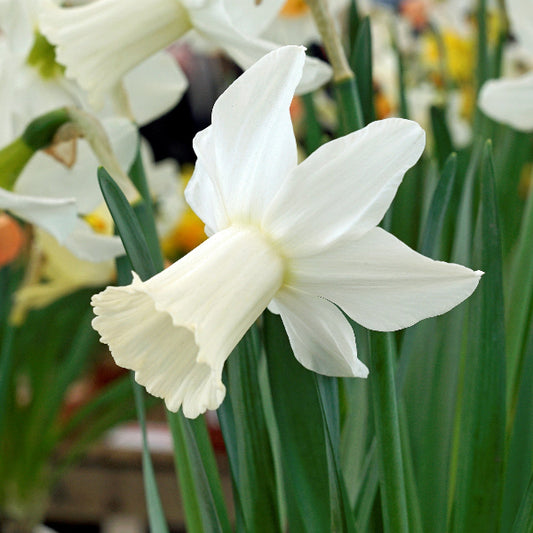 Narcissus Lady Madonna