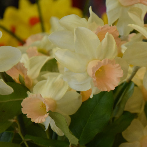 Narcissus Llanfair