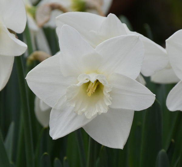 Narcissus Love You More