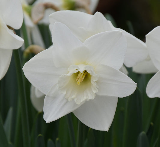 Narcissus Love You More