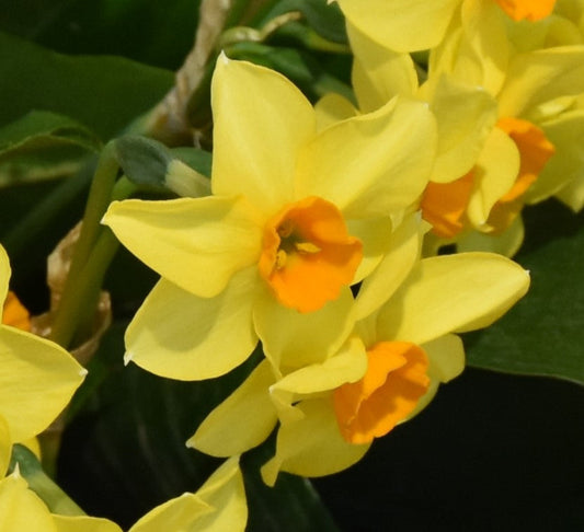 Narcissus Martinette
