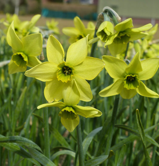 Narcissus Mesa Verde