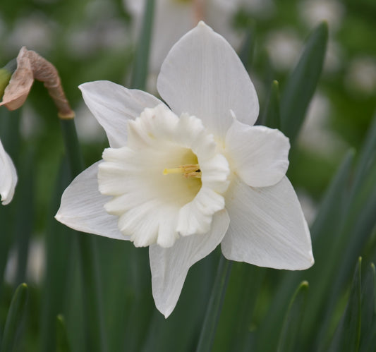 Narcissus Mount Hood AGM