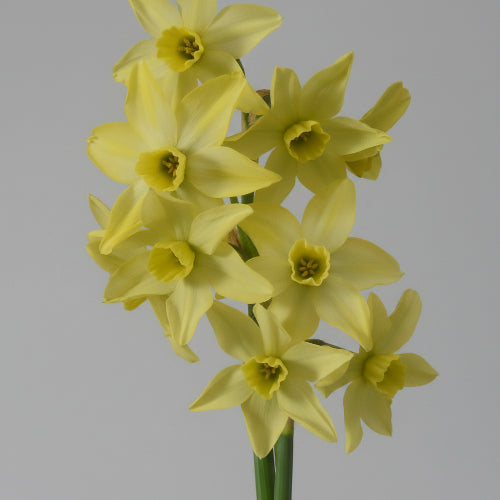 Narcissus Pacific Hunter