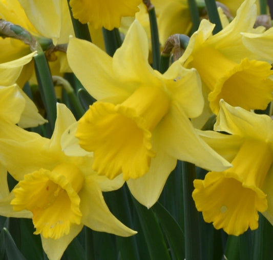 Narcissus Rijnveld's Early Sensation AGM