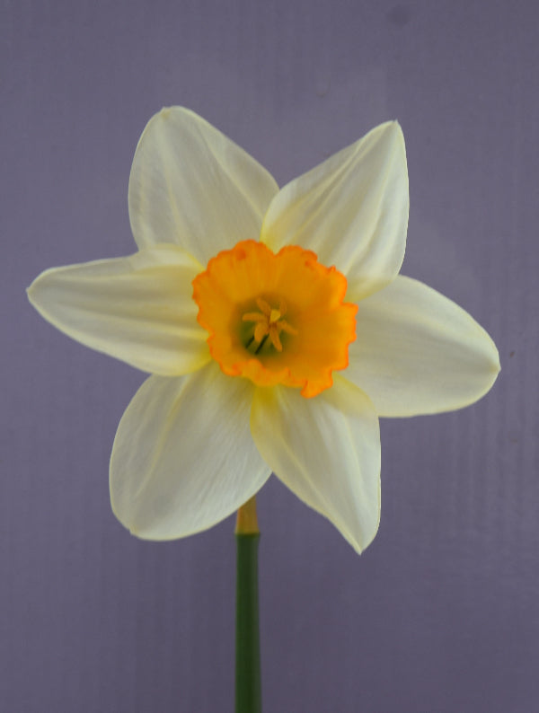 Narcissus Sempre Avanti