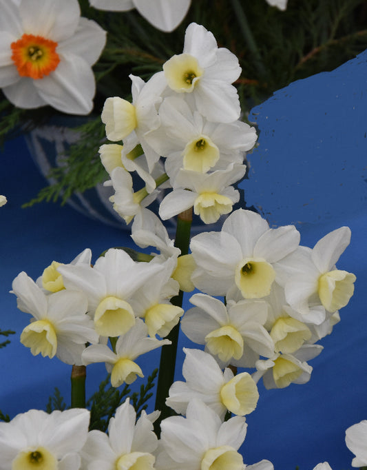 Narcissus Silver Chimes