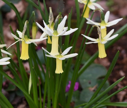 Narcissus Snipe