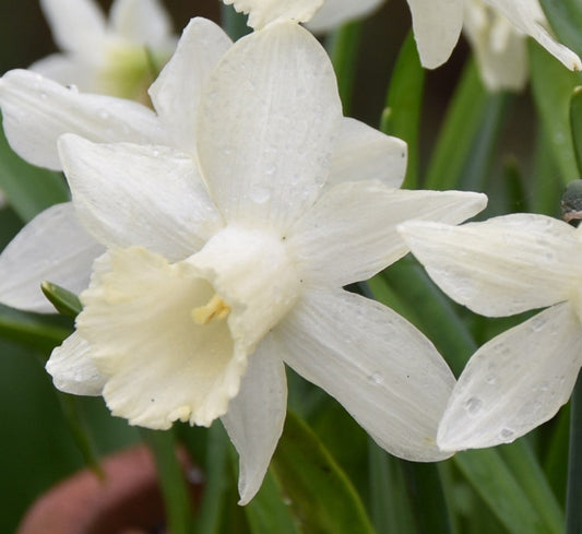 Narcissus Snow Baby