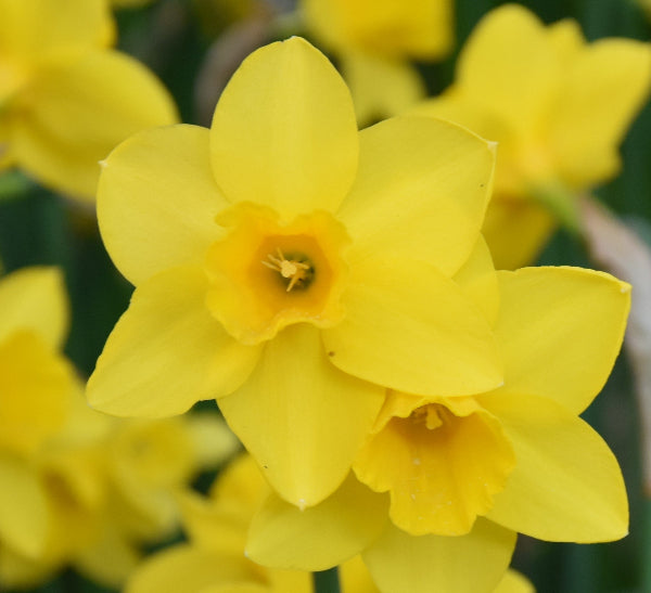 Narcissus Sweetness AGM
