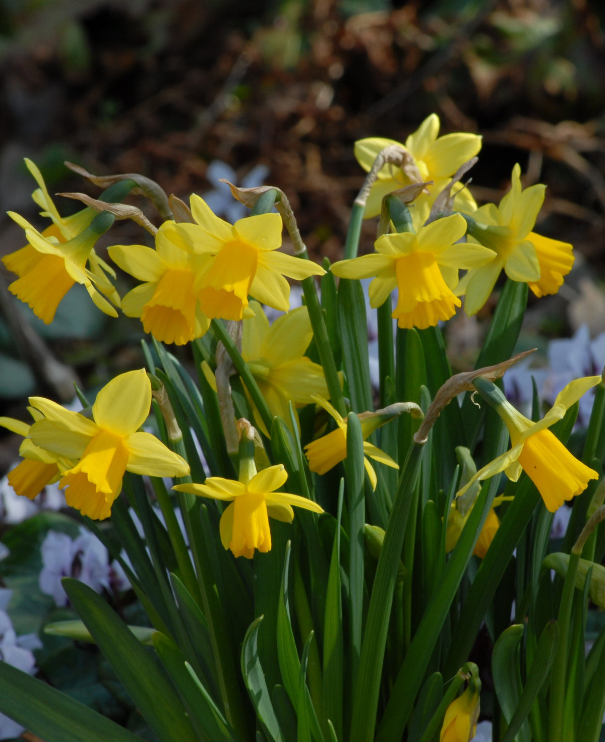 Narcissus Tete-a-Tete AGM