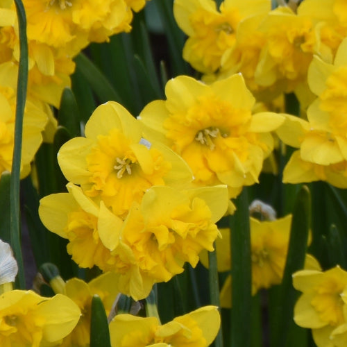 Narcissus Yellow Parrot