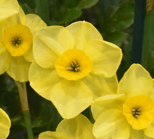 Narcissus Kokopelli AGM