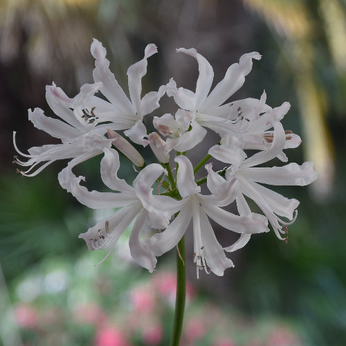Nerine Kashmir