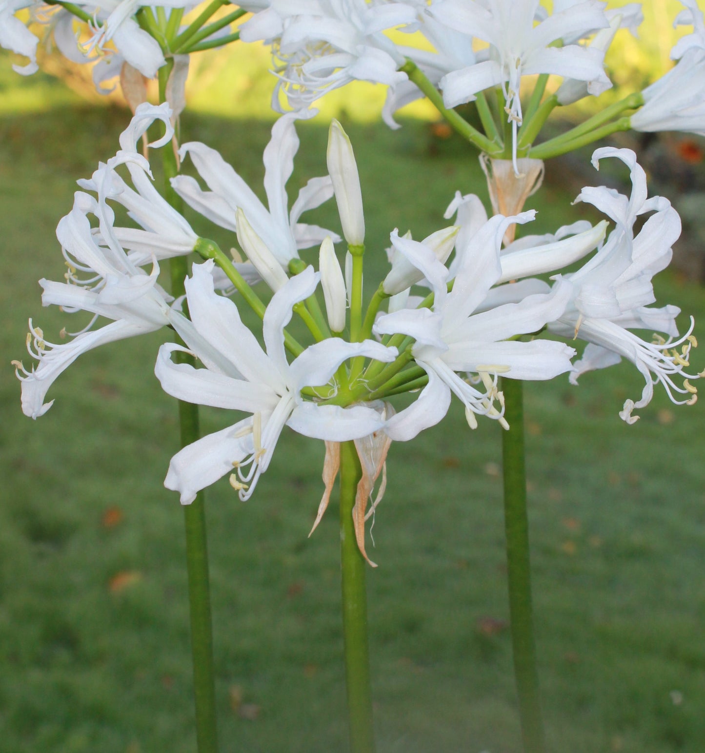 Nerine bowdenii 'Adele'