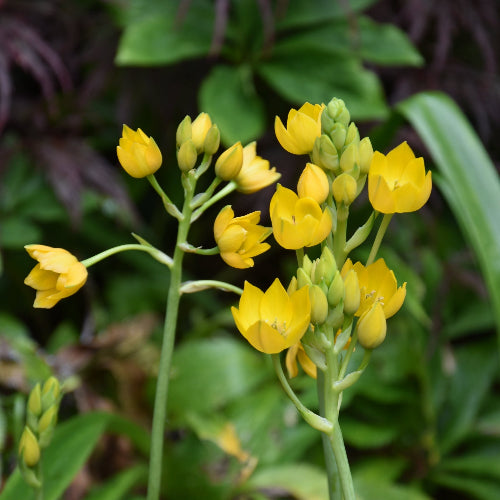 Ornithogalum dubium Yellow flowers