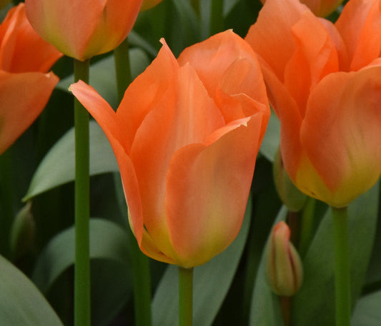 Tulip Orange Emperor AGM
