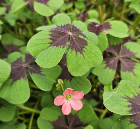 Oxalis deppei 'Iron Cross'
