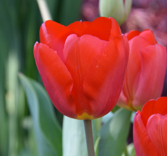 Tulip Oxford AGM