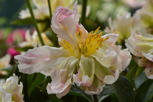 Paeony 'Green Lotus'