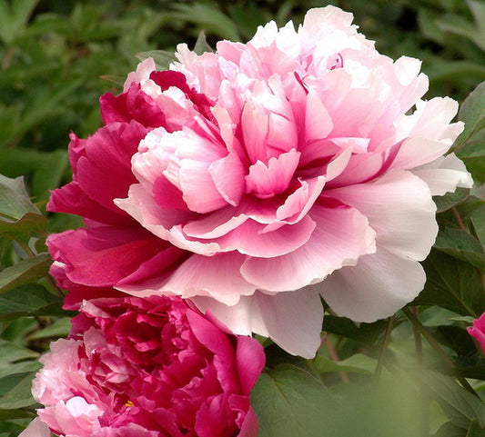 Paeony 'Mister Ed'