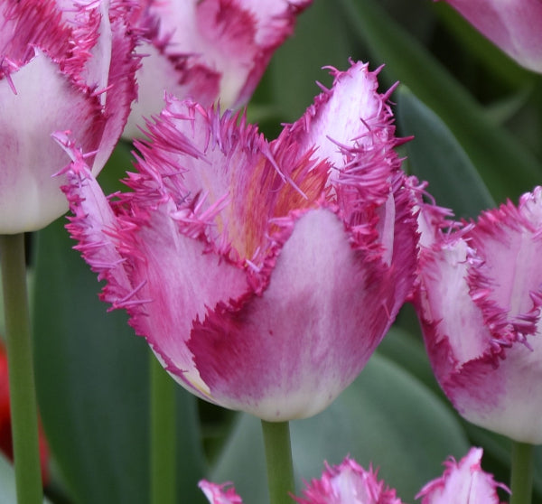 Tulip Passion Play