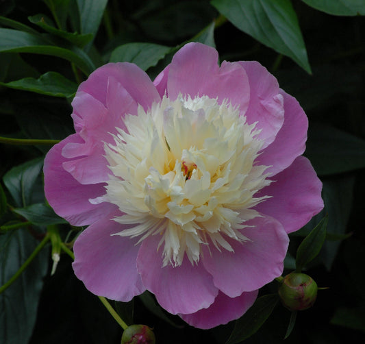Paeony Bowl Of Beauty AGM