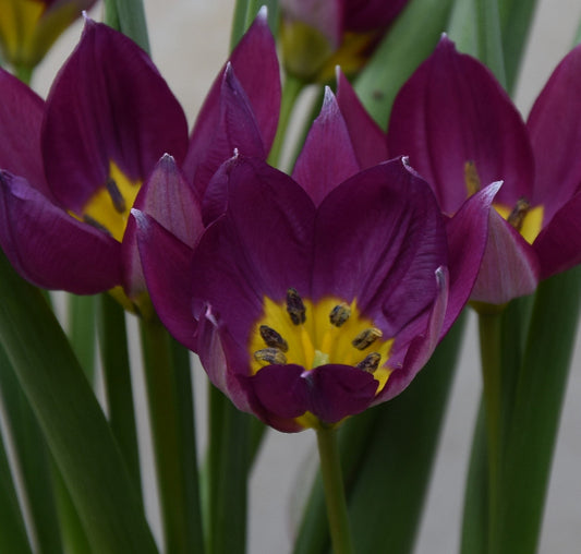 Tulip humilis 'Persian Pearl'