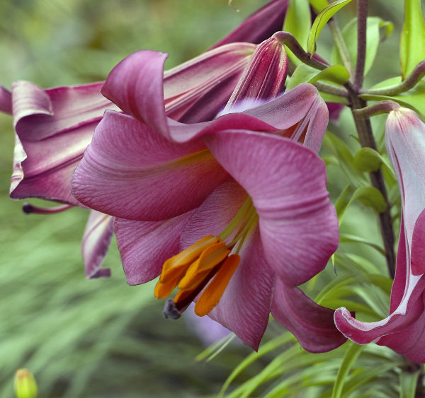 Lilium Pink Perfection AGM