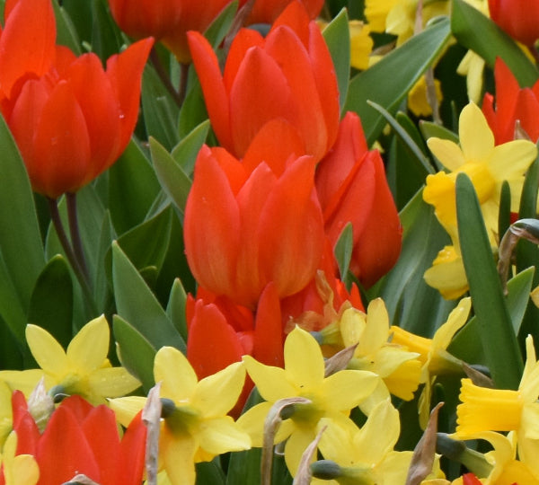 Tulip praestans 'Fusilier' AGM