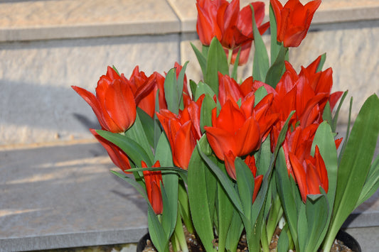 Tulip praestans van Tubergens Variety
