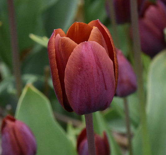 Tulip Prince Of Wales 1863