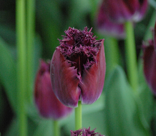 Tulip Purple Crystal
