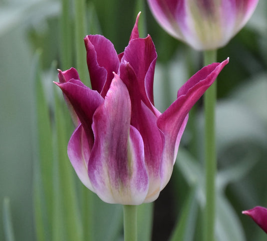 Tulip Purple Dance