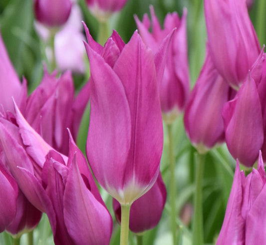 Tulip Purple Dream AGM