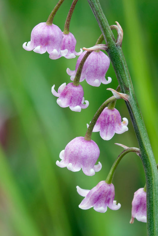 Convallaria majalis var rosea