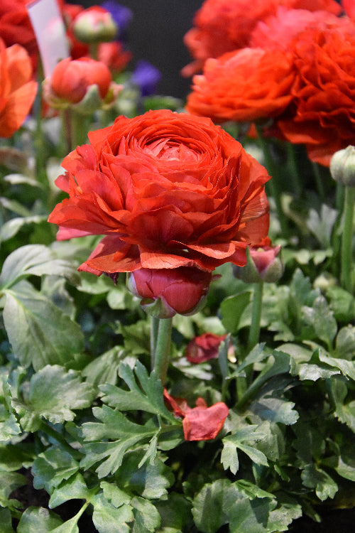 Ranunculus Aviv Red