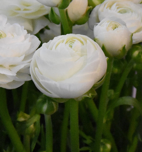 Ranunculus Aviv White
