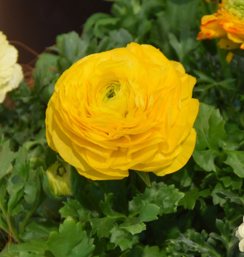Ranunculus Aviv Yellow