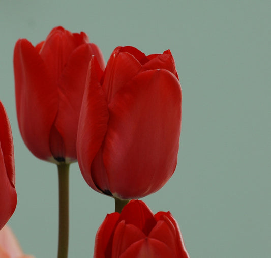 Tulip Red Impression AGM