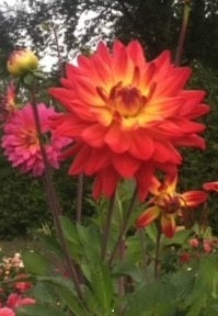 Dahlia Red Silence