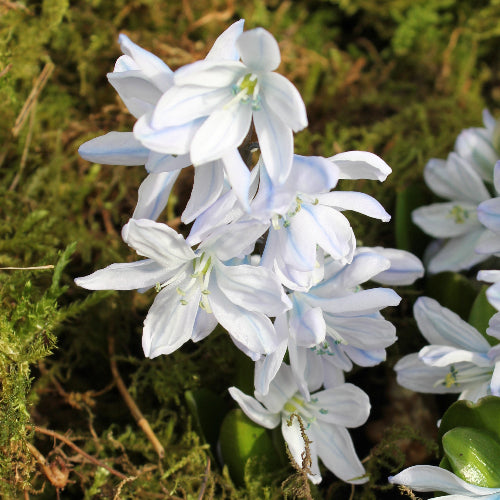 Scilla mischtschenkoana AGM